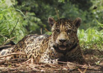 La cacería de uno de los últimos jaguares del Chaco argentino pone en jaque la supervivencia de la especie