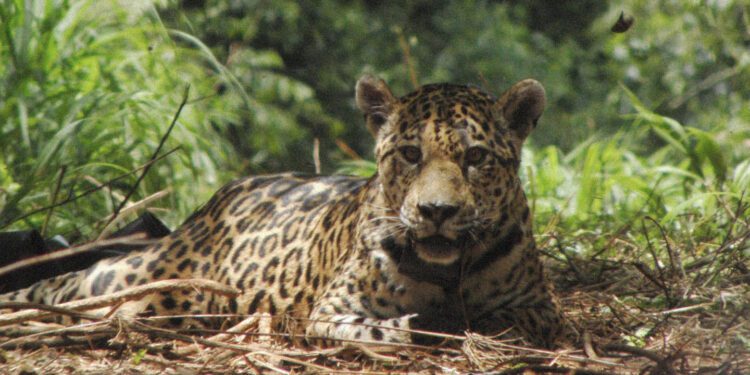 La cacería de uno de los últimos jaguares del Chaco argentino pone en jaque la supervivencia de la especie