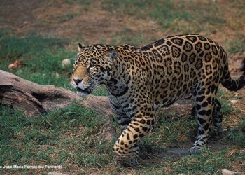 Greenpeace condenó la caza ilegal del yaguareté y reclamó a la Corte una resolución de la causa en defensa de la especie