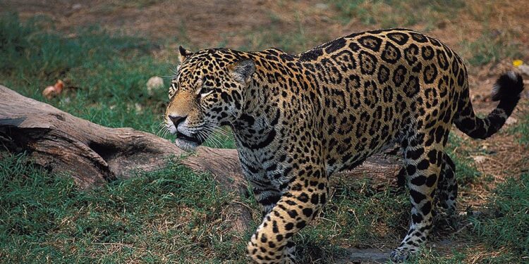 Greenpeace condenó la caza ilegal del yaguareté y reclamó a la Corte una resolución de la causa en defensa de la especie