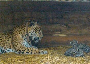 Tania la Yaguareté que hizo historia en la recuperación de la especie se despide del Impenetrable y del Ibera