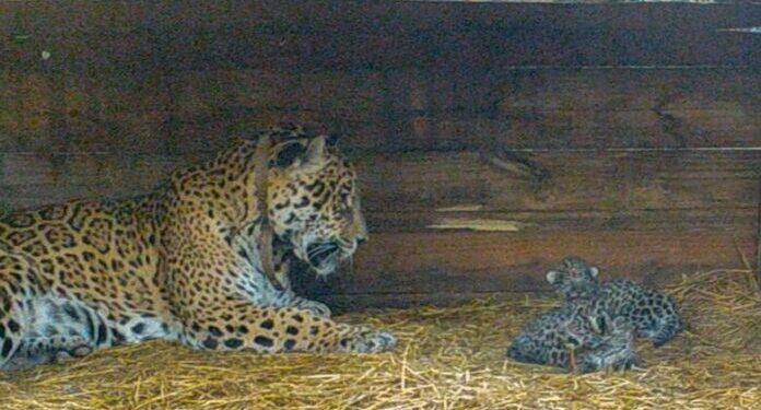 Tania la Yaguareté que hizo historia en la recuperación de la especie se despide del Impenetrable y del Ibera