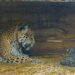 Tania la Yaguareté que hizo historia en la recuperación de la especie se despide del Impenetrable y del Ibera