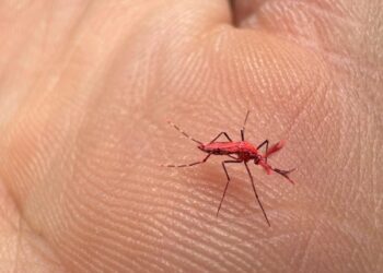 Desarrollan mosquitos rojos estériles para combatir el dengue en Mendoza: Recomiendan no matarlos
