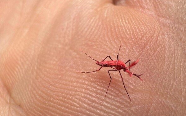 Desarrollan mosquitos rojos estériles para combatir el dengue en Mendoza: Recomiendan no matarlos
