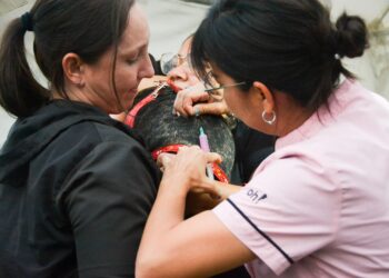 SE REALIZÓ EL PRIMER OPERATIVO DEL PROGRAMA “DEJANDO HUELLAS” EN EL PARQUE DE LA DEMOCRACIA DE RESISTENCIA