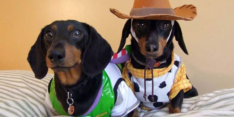 Perro salchicha gordo bachicha…