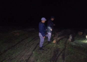 SECUESTRAN OCHO TONELADAS DE MADERA TALADA ILEGALMENTE