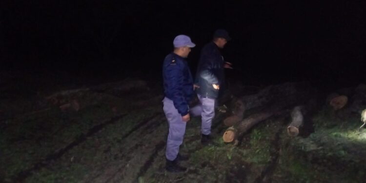 SECUESTRAN OCHO TONELADAS DE MADERA TALADA ILEGALMENTE