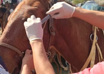 EL PROGRAMA PROVINCIAL “DEJANDO HUELLAS” ACOMPAÑÓ CON ÉXITO LA CABALGATA DE LA FE