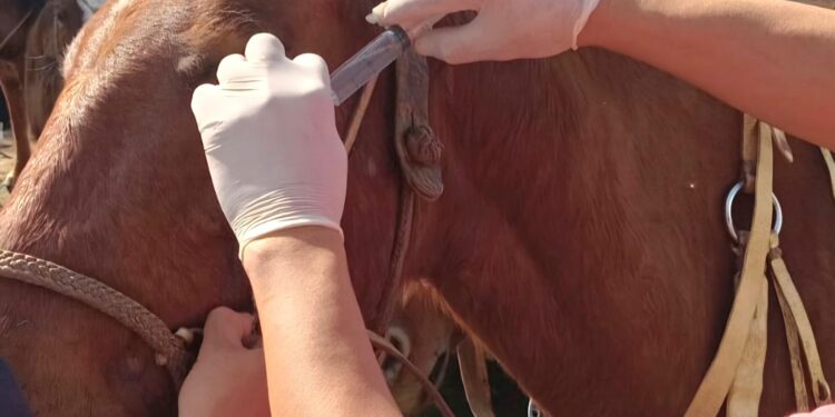 EL PROGRAMA PROVINCIAL “DEJANDO HUELLAS” ACOMPAÑÓ CON ÉXITO LA CABALGATA DE LA FE