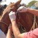 EL PROGRAMA PROVINCIAL “DEJANDO HUELLAS” ACOMPAÑÓ CON ÉXITO LA CABALGATA DE LA FE
