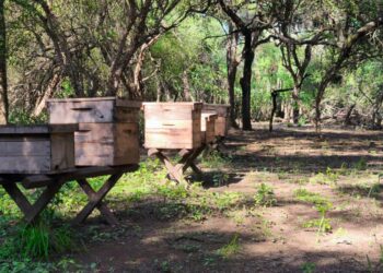 GRAN NOTICIA: CHACO LIDERA LA PRODUCCIÓN DE MIEL ORGÁNICA EN LA ARGENTINA