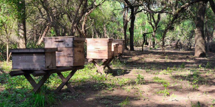 GRAN NOTICIA: CHACO LIDERA LA PRODUCCIÓN DE MIEL ORGÁNICA EN LA ARGENTINA