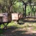 GRAN NOTICIA: CHACO LIDERA LA PRODUCCIÓN DE MIEL ORGÁNICA EN LA ARGENTINA