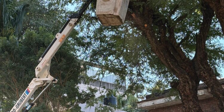 MÁS LUZ, MÁS SEGURIDAD: SECHEEP Y EL MUNICIPIO DE RESISTENCIA AVANZAN CON LA PODA RESPONSABLE