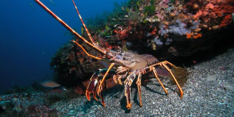 Hazaña en las Profundidades: Una Langosta Patagónica Defiende a sus Crías de un Robot Científico en Mar Argentino
