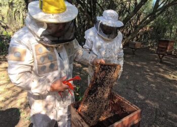 PRODUCCIÓN: RECOMENDACIONES PARA LA PREVENCIÓN DEL PEQUEÑO ESCARABAJO DE LAS COLMENAS