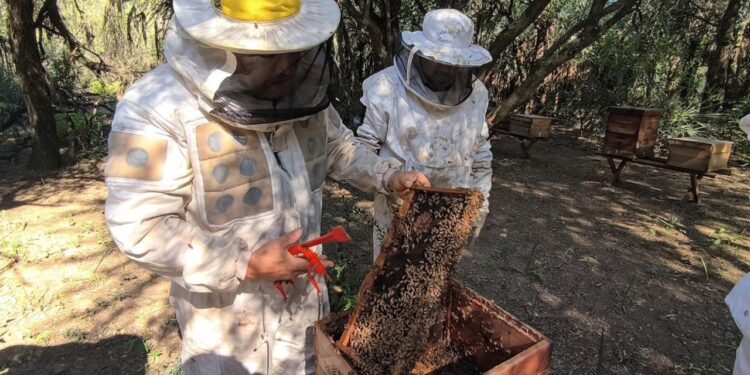 PRODUCCIÓN: RECOMENDACIONES PARA LA PREVENCIÓN DEL PEQUEÑO ESCARABAJO DE LAS COLMENAS