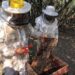PRODUCCIÓN: RECOMENDACIONES PARA LA PREVENCIÓN DEL PEQUEÑO ESCARABAJO DE LAS COLMENAS