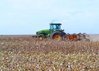 CHACO: PRODUCTORES ALGODONEROS DEBEN INSCRIBIRSE EN EL SIPACH, ANTES DEL 10 DE SEPTIEMBRE