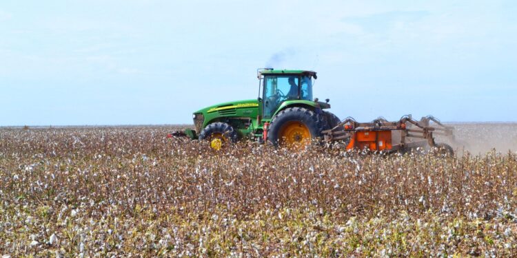 CHACO: PRODUCTORES ALGODONEROS DEBEN INSCRIBIRSE EN EL SIPACH, ANTES DEL 10 DE SEPTIEMBRE