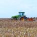 CHACO: PRODUCTORES ALGODONEROS DEBEN INSCRIBIRSE EN EL SIPACH, ANTES DEL 10 DE SEPTIEMBRE