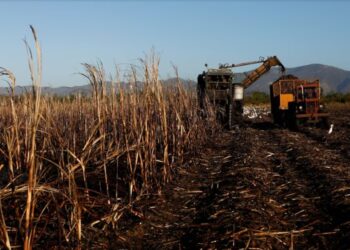 Un empresario irá a juicio en Jujuy acusado por tres décadas de abusos en una finca azucarera