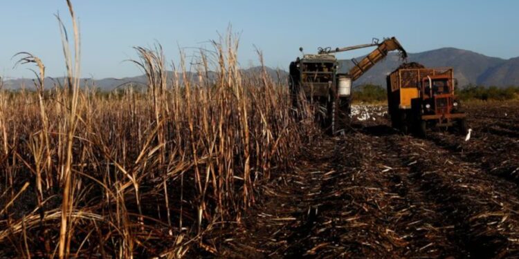 Un empresario irá a juicio en Jujuy acusado por tres décadas de abusos en una finca azucarera