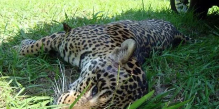 El riesgo país se desploma y los bonos suben tras el anuncio de la eliminación de retenciones