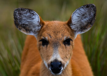 Identifican Especie Exótica de Alto Riesgo en el Chaco que Amenaza la Biodiversidad Local