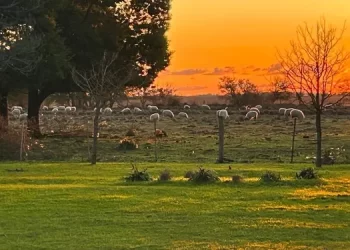 La abrupta finalización de las retenciones cero genera alarma en el campo y deja a miles de productores fuera de juego