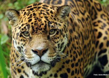 La recuperación del yaguareté en el Chaco argentino: Un hito para la biodiversidad regional