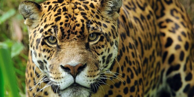 La recuperación del yaguareté en el Chaco argentino: Un hito para la biodiversidad regional