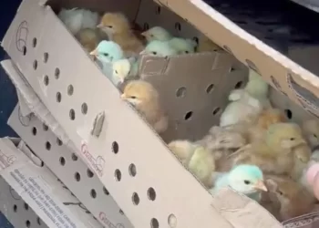 Alerta Sanitaria y de Contrabando: Incautan 1.900 Pollitos Campero Transportados Sin Documentación Zoosanitaria