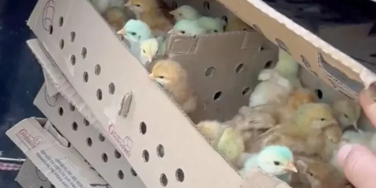 Alerta Sanitaria y de Contrabando: Incautan 1.900 Pollitos Campero Transportados Sin Documentación Zoosanitaria