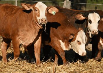 NACIONAL PRIMAVERA BRAFORD: CHACO SERÁ SEDE NUEVAMENTE