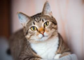 Tu gato podría tener tu personalidad: la ciencia veterinaria lo confirma