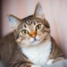 Tu gato podría tener tu personalidad: la ciencia veterinaria lo confirma