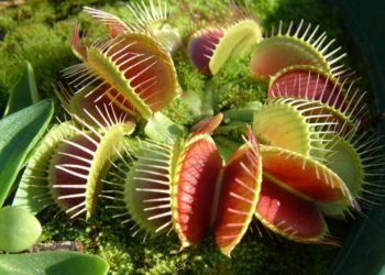 Descubren la verdadera razón detrás del comportamiento de plantas carnívoras