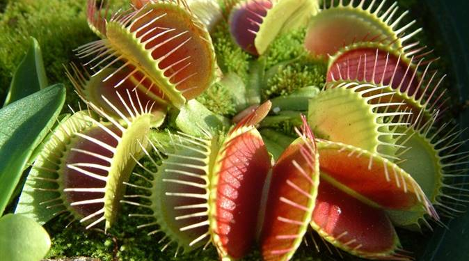 Descubren la verdadera razón detrás del comportamiento de plantas carnívoras